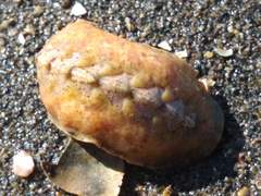 Pseudotonicia cuneata