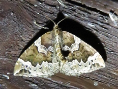 Eulithis prunata