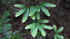 Lygodium articulatum