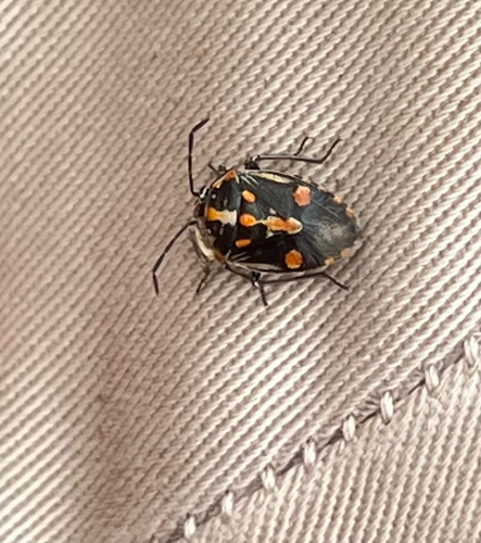 Bagrada Bug