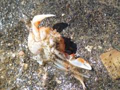 Nectocarcinus antarcticus