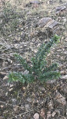 Fouquieria splendens