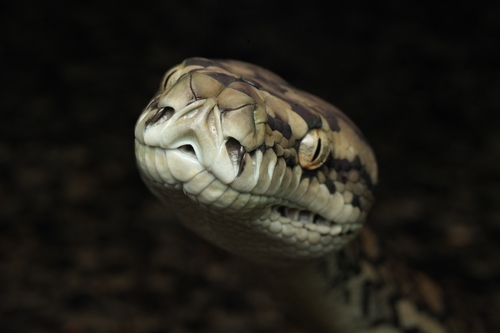 Coastal Carpet Python sighting