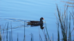 Gallinula galeata cachinnans