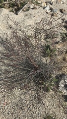 Stillingia linearifolia