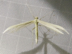 Pterophorus pentadactyla