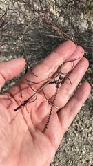 Stillingia linearifolia