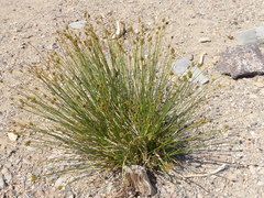 Carex straminiformis