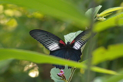 Papilio memnon agenor