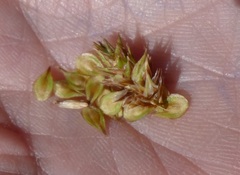 Carex straminiformis
