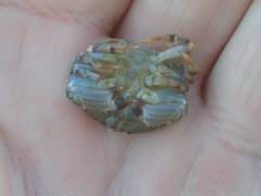 Metacarcinus novaezelandiae