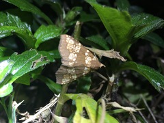 Saroba pustulifera