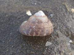 Coelotrochus tiaratus