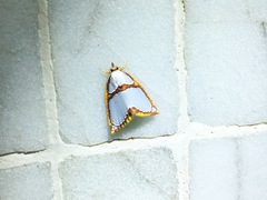 Titulcia confictella