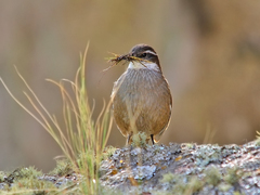 Cinclodes atacamensis