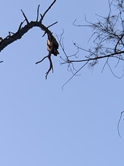 Aves