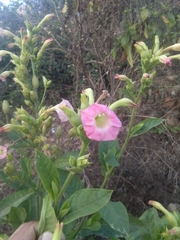 Nicotiana tabacum