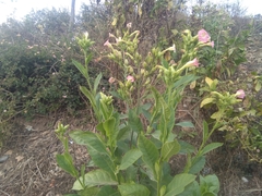 Nicotiana tabacum
