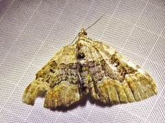 Xanthorhoe quadrifasiata