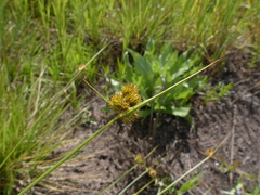 Carex unilateralis