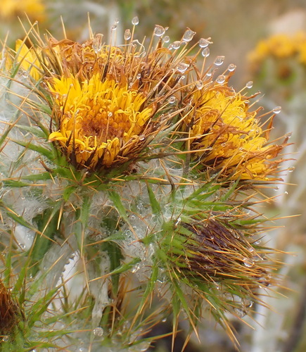 Silver Capethistle (Berkheya francisci)