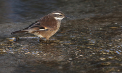 Cinclodes olrogi