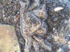 Neohymenicus pubescens