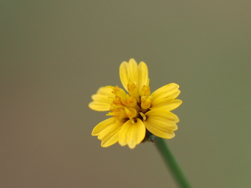 Glossocardia bidens in life
