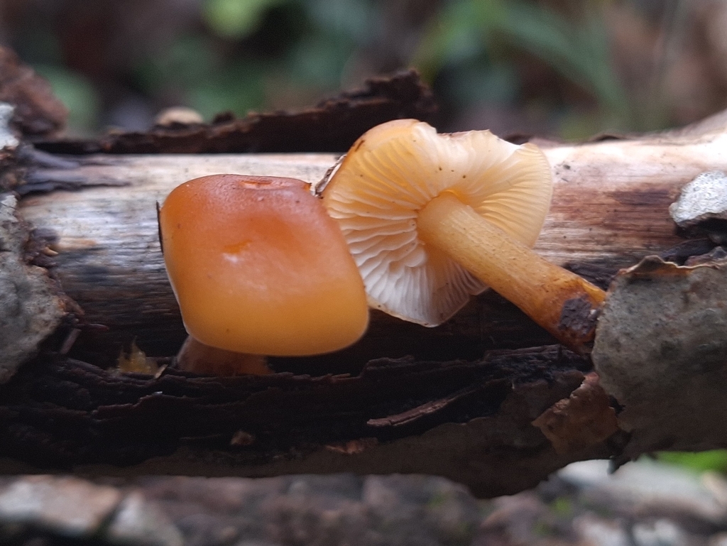 Flammulina · December 2025 · photo: © yellowplant (iNaturalist, cc-by)