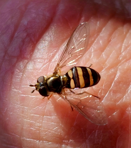 Unknown species found near Cropper, KY 40057, USA