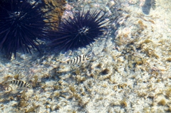 Abudefduf declivifrons