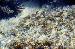 Abudefduf declivifrons