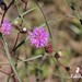 Lessingianthus rubricaulis - Photo (c) Roberto Guller, μερικά δικαιώματα διατηρούνται (CC BY-NC-ND), uploaded by Roberto Guller