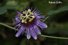 Passiflora amethystina