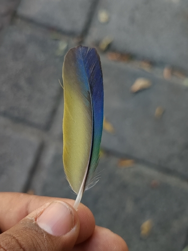 Peach-fronted Parakeet