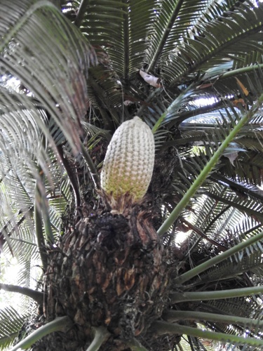 Dioon merolae, photograph 4