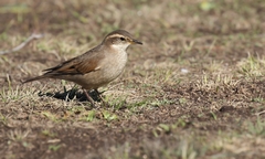 Cinclodes comechingonus