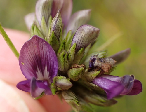Whorled Fountainbush (Psoralea ensifolia)