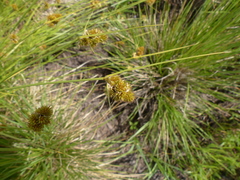 Carex unilateralis