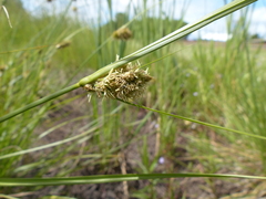 Carex unilateralis