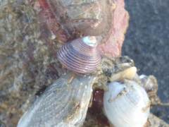 Micrelenchus huttonii