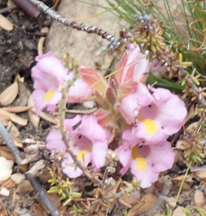 (c) Nicola van Berkel, some rights reserved (CC BY-SA) Harveya purpurea, photograph (c) Nicola van Berkel, some rights reserved (CC BY-SA)