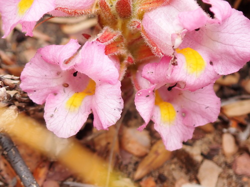 Purple Inkflower (Harveya purpurea)