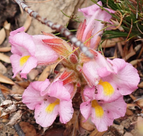 Harveya purpurea, photograph 4