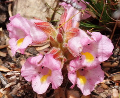 (c) Nicola van Berkel, some rights reserved (CC BY-SA) Harveya purpurea, photograph (c) Nicola van Berkel, some rights reserved (CC BY-SA)