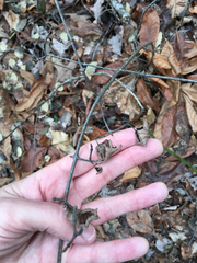 Viburnum acerifolium