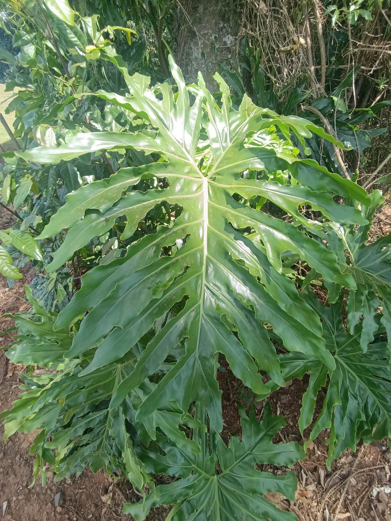 Thaumatophyllum bipinnatifidum