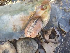 Pseudotonicia cuneata