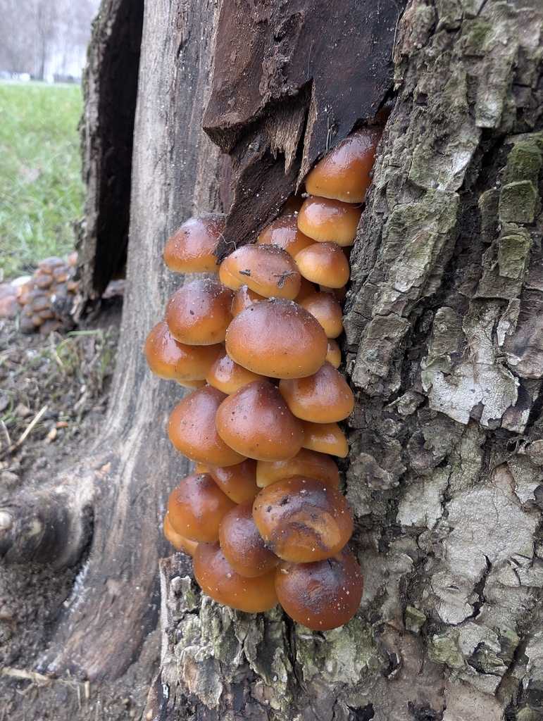 Flammulina · November 2025 · photo: © denispeace (iNaturalist, cc0)