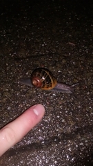 Cornu aspersum
